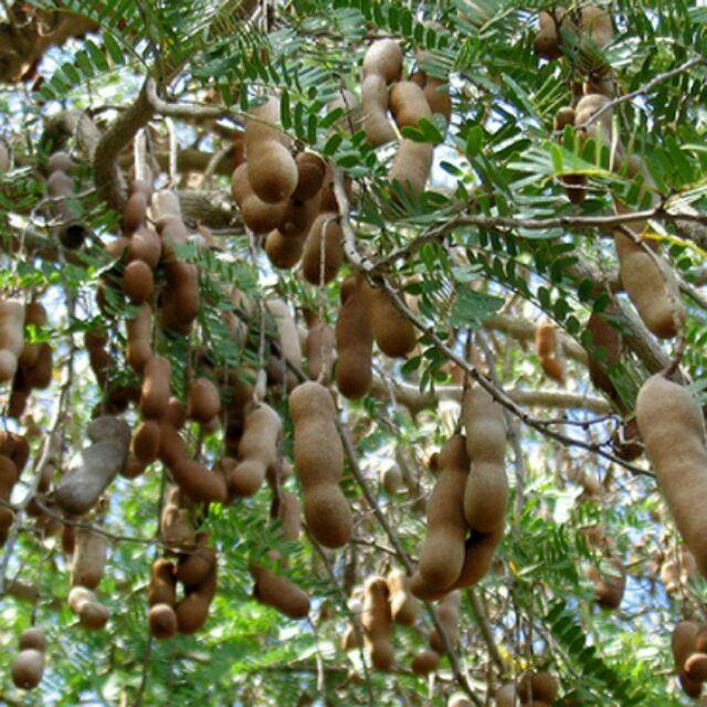 Cây giống cây me chua cao sản