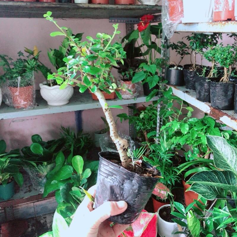 Trà Phúc Kiếng