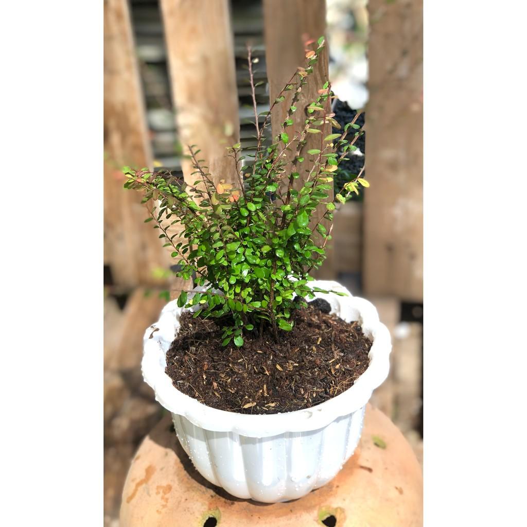 Chậu cây Sơn Liễu lá bầu