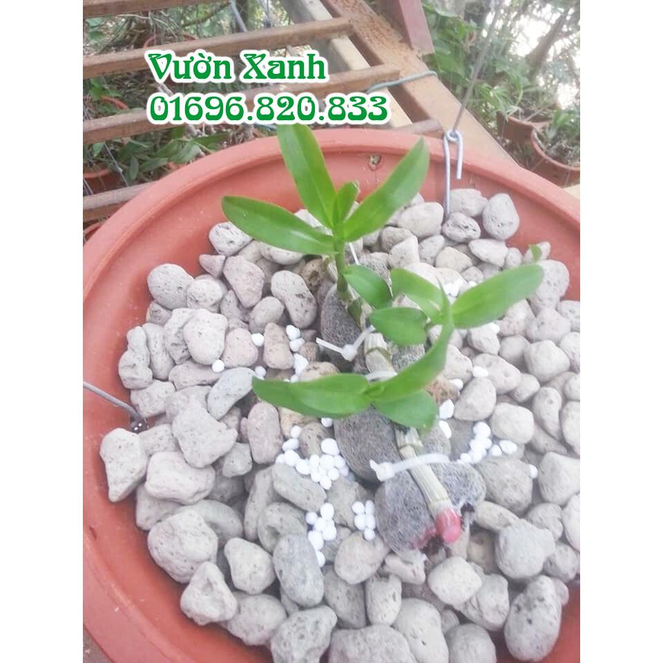 Đá bọt  nhẹ, thoáng, giữ ẩm rất tốt cho lan size 1-2 cm