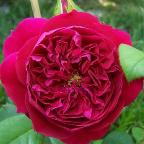 Hoa hồng Ngoại Rouge Royal Siêu Thơm - cây giống ươm bầu ổn định