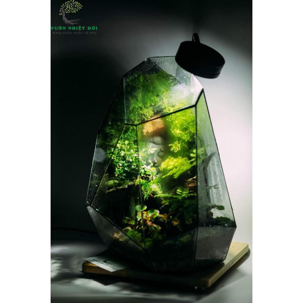 Bể Terrarium Đa Giác Setup Bán Cạn Để Bàn Làm Việc