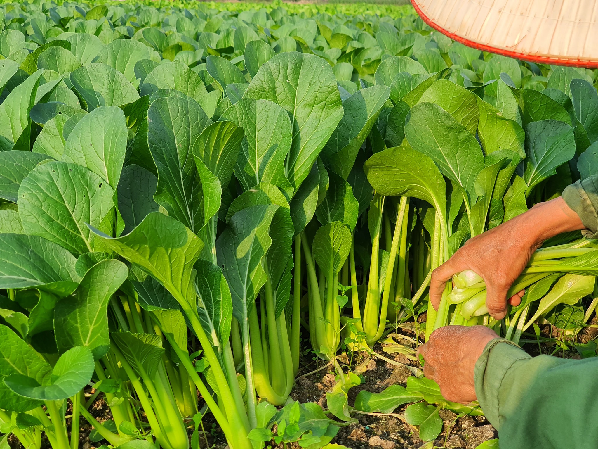 Hạt giống Rau Cải ngọt F1 - Nảy mầm cao - Năng suất tốt