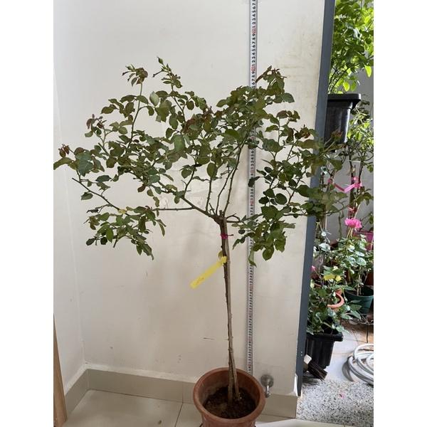 Cây hoa Hồng thân gỗ dáng tree Aio