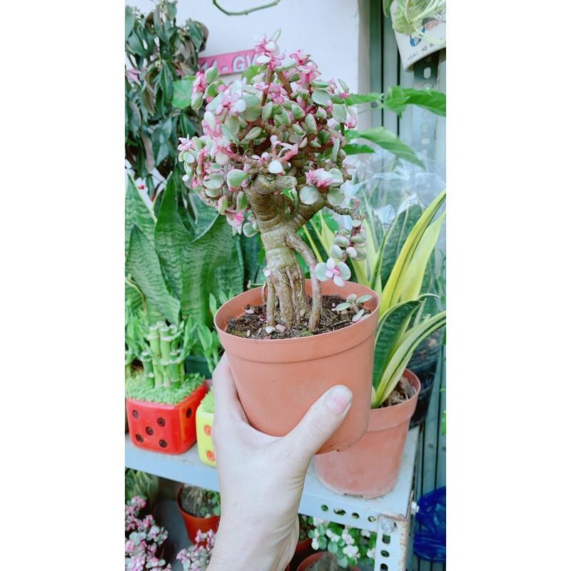 Cành Vàng Lá Ngọc Cổ Thụ