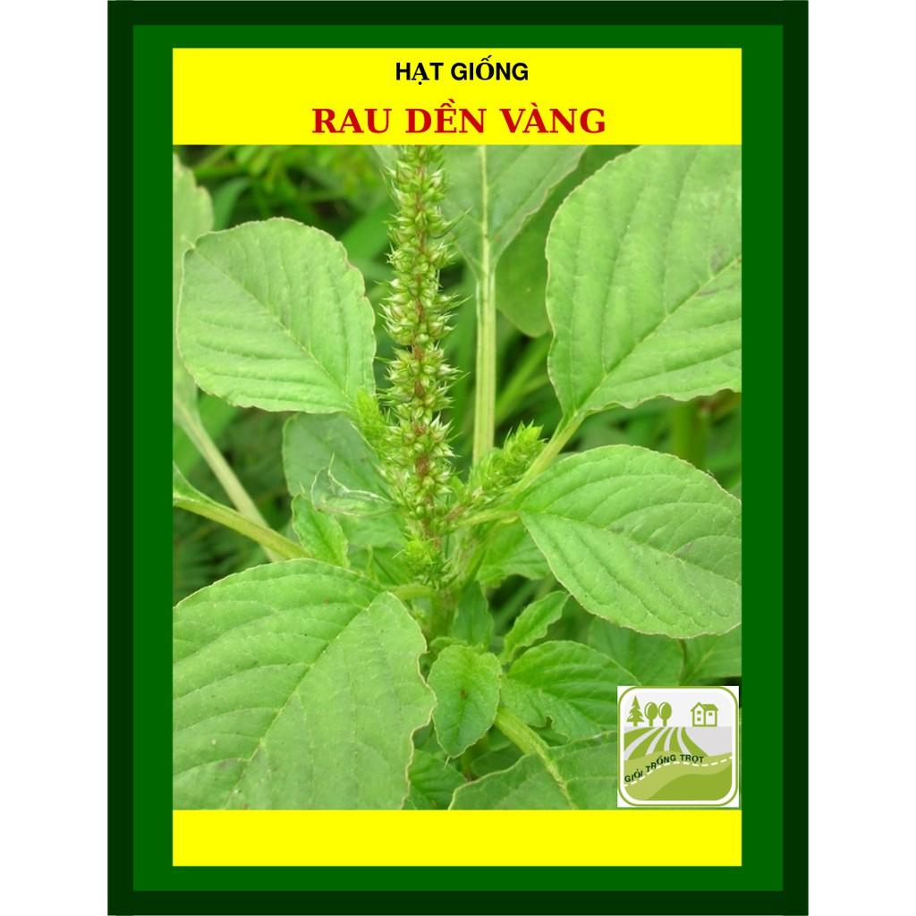 Hạt Giống Rau Dền Vàng, Năng Suất Cao 50 Gram