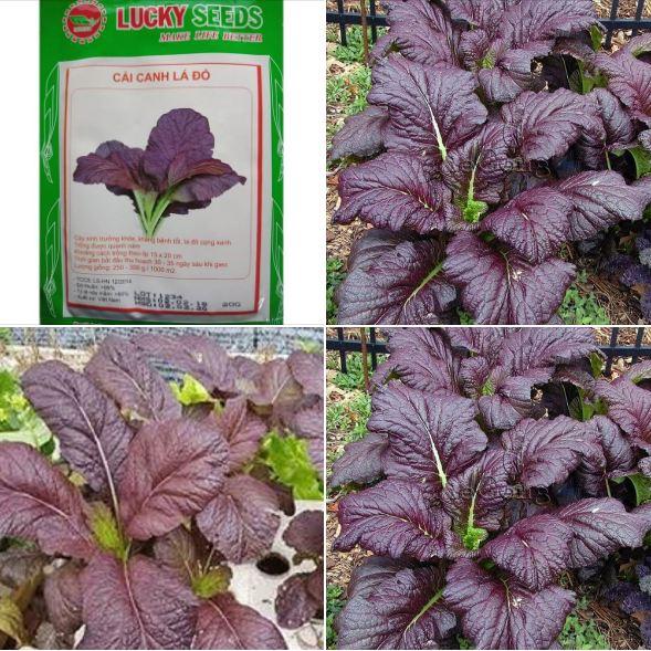 Combo 2 gói hạt giống rau cải canh lá đỏ f1-gói 10gram/tặng kèm gói phân bón lót