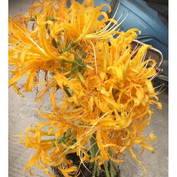 Củ giống hoa bỉ ngạn vàng