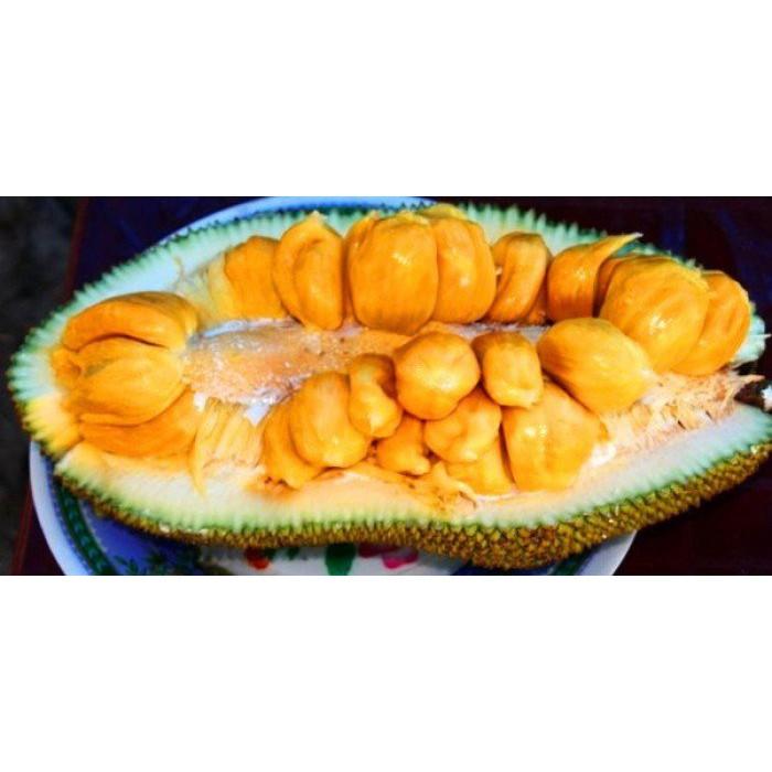 CÂY GIỐNG MÍT TỐ NỮ SIÊU QUẢ SIÊU NGỌT.CAM KẾT GIỐNG CHUẨN, BẢO HÀNH CHUẨN F1