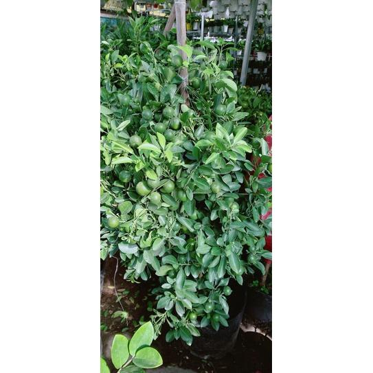 Cây Tắc Kiểng