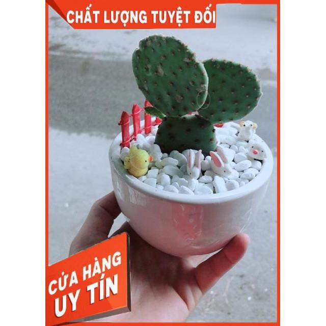 Chậu Xương Rồng Tai Thỏ