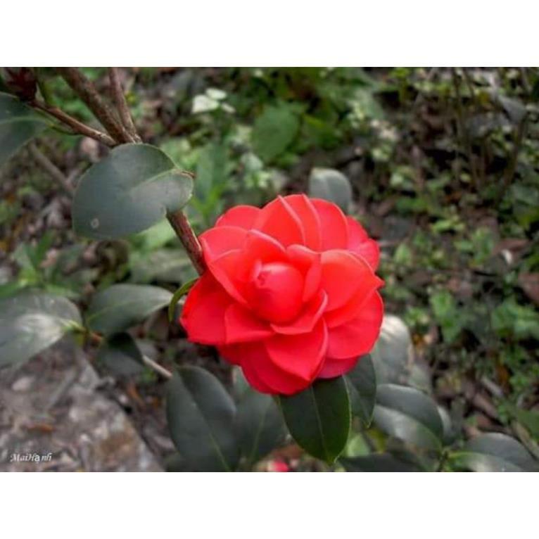 Cây Trà Đỏ Lựu