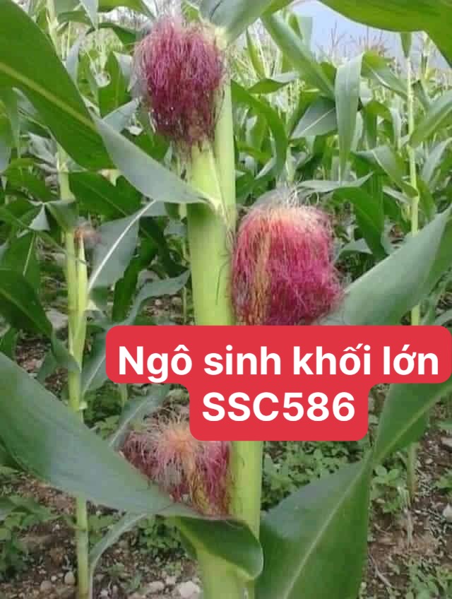 Combo 3 loại hạt giống cỏ chăn nuôi