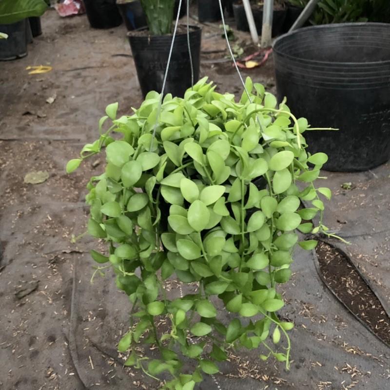 Cây lan đô la treo giỏ dài 20 - 25cm, thân leo rủ rất nhanh, tươi tốt quanh năm, chậu cây cảnh treo tường và ban công