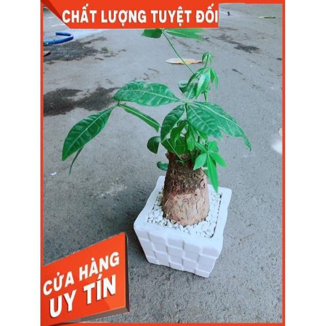 Chậu Kim Ngân Chân Voi
