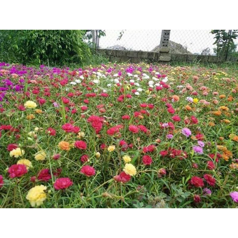 Hoa 10h 20 nhánh đủ màu