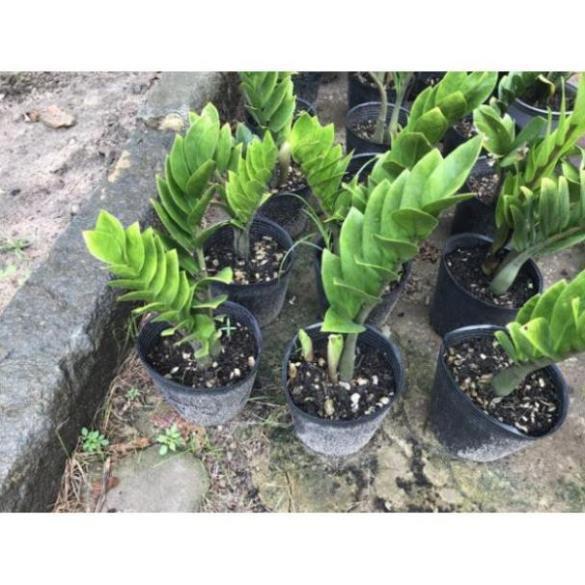 Chậu cây kim tiền=3 cây