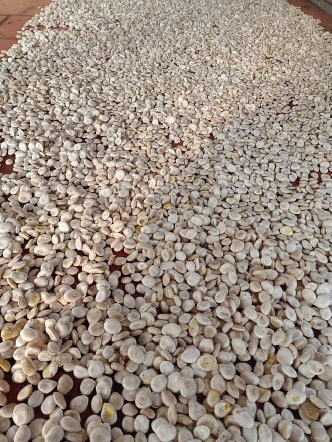 Giá đầu nguồn hạt mã tiền rừng Tây Nguyên khô 1kg cao cấp nguonduoclieu mát xa , xoa bóp nhức mỏi ngân cốt, đau lưng rất tốt