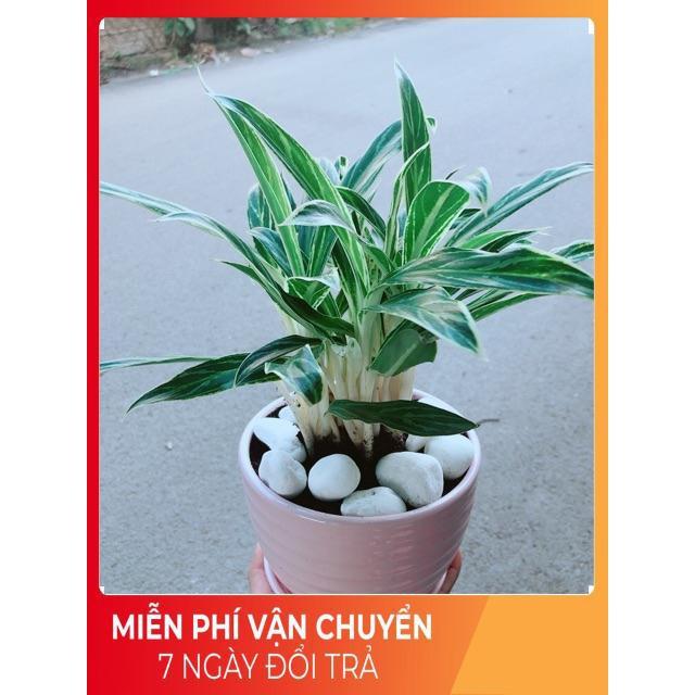 Chậu Cây Giữ Tiền