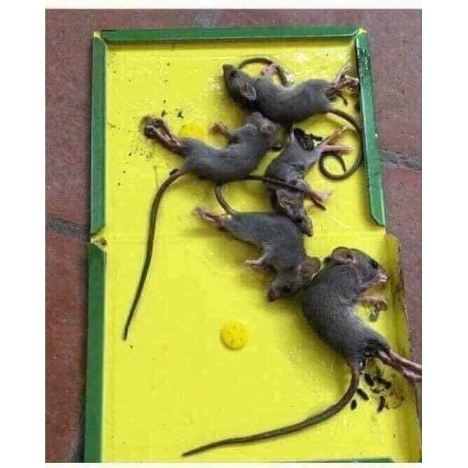 Bẫy chuột Keo dính chuột siêu dính bẫy chuột cực kỳ hiệu quả, không độc hại