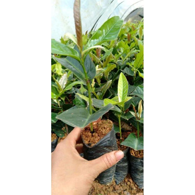 Cây giống hải đường