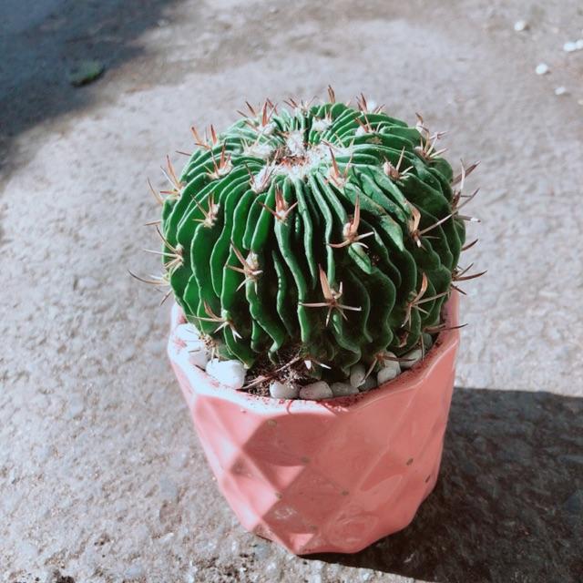 Chậu Xương Rồng Trúc Ngọc