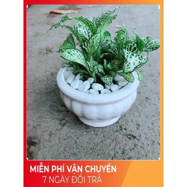 Chậu Cẩm Nhung Xanh