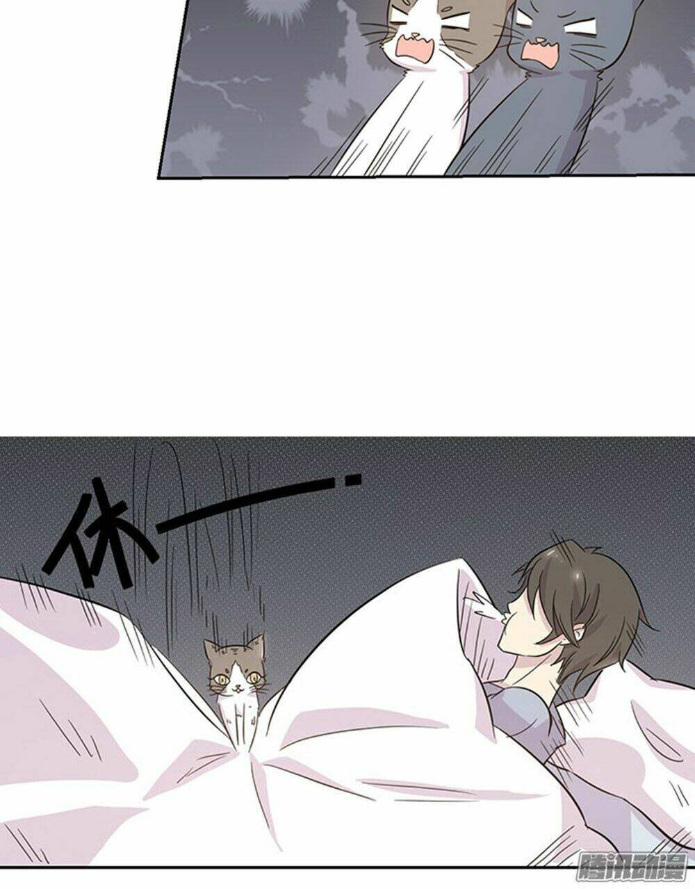 hai chú mèo totem chapter 19 8