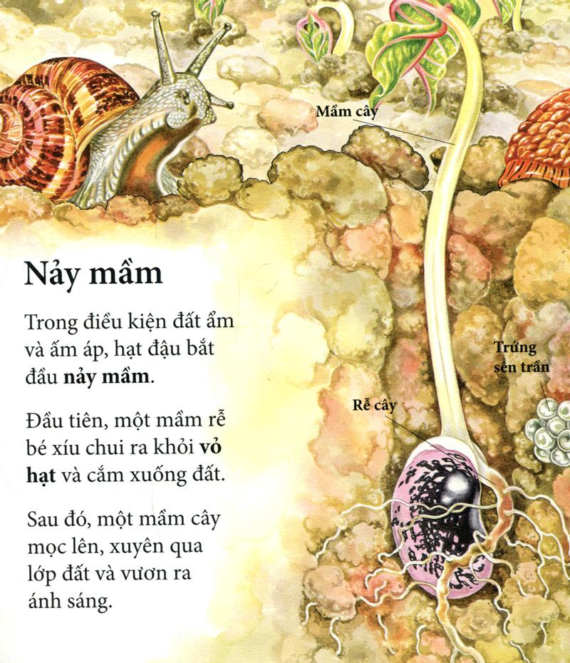 Cây Ơi Lớn Mau