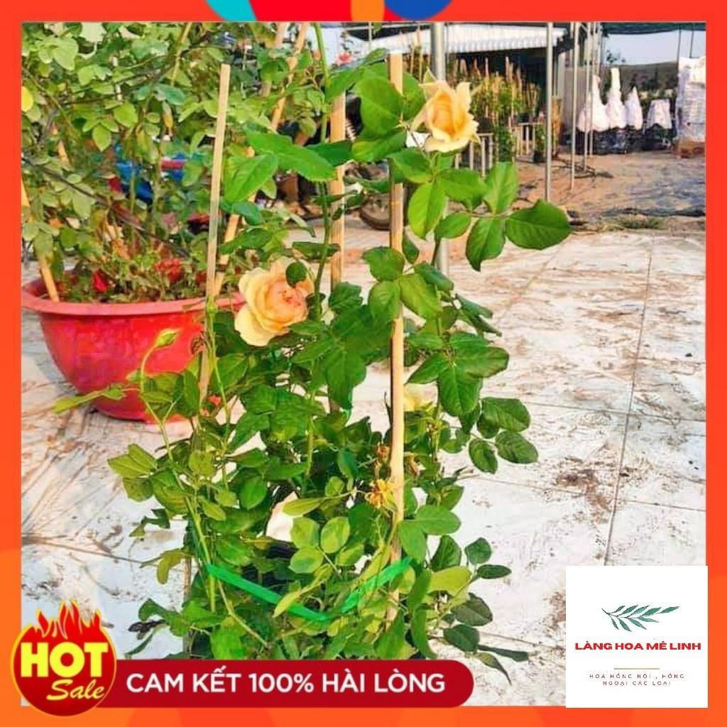 Hoa hồng ngoại Masora rose Hoa đẹp thơm-cây to trưởng thành