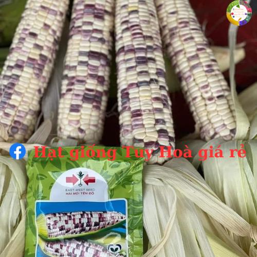 Hạt giống ngô nếp lai f1 tím ngọt 099 gói 500 gram