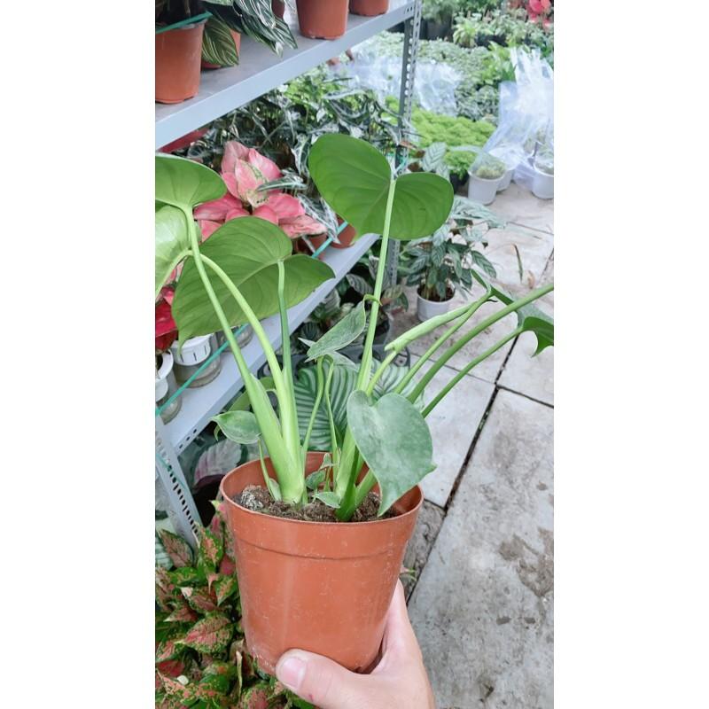 Trầu Bà Lá Xẻ Mini