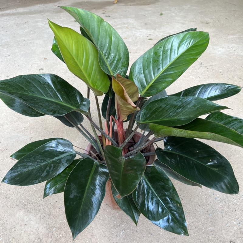 Cây trầu bà đế vương đỏ cỡ to bán kính 40cm, cây cảnh phong thủy nội thất trồng để bàn và ban công