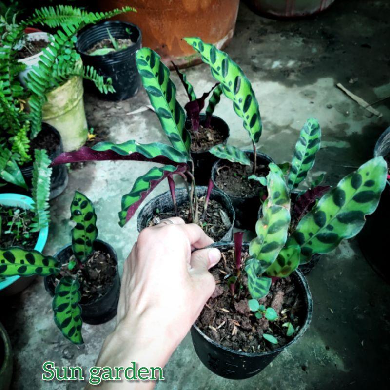 Cây kiểng lá đuôi phụng trang trí