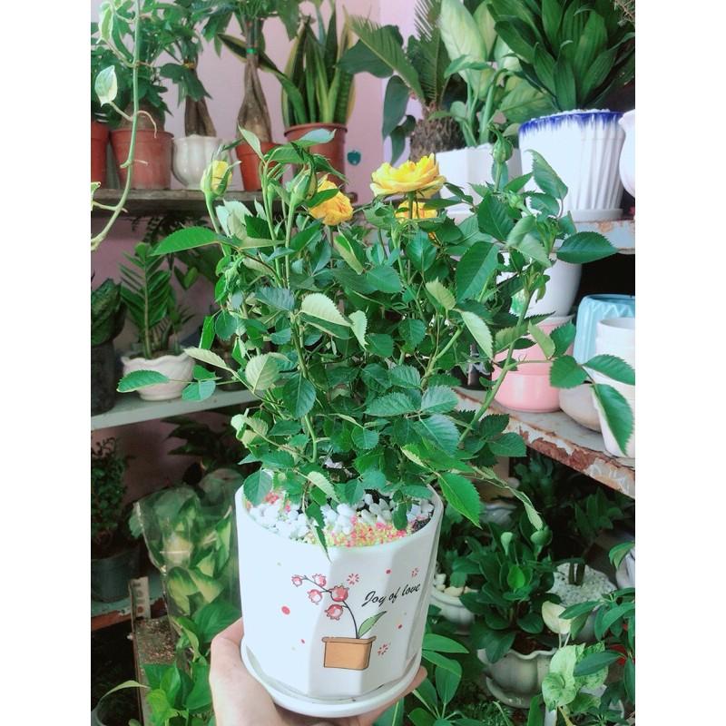 Chậu Cây Hoa Hồng Màu Vàng