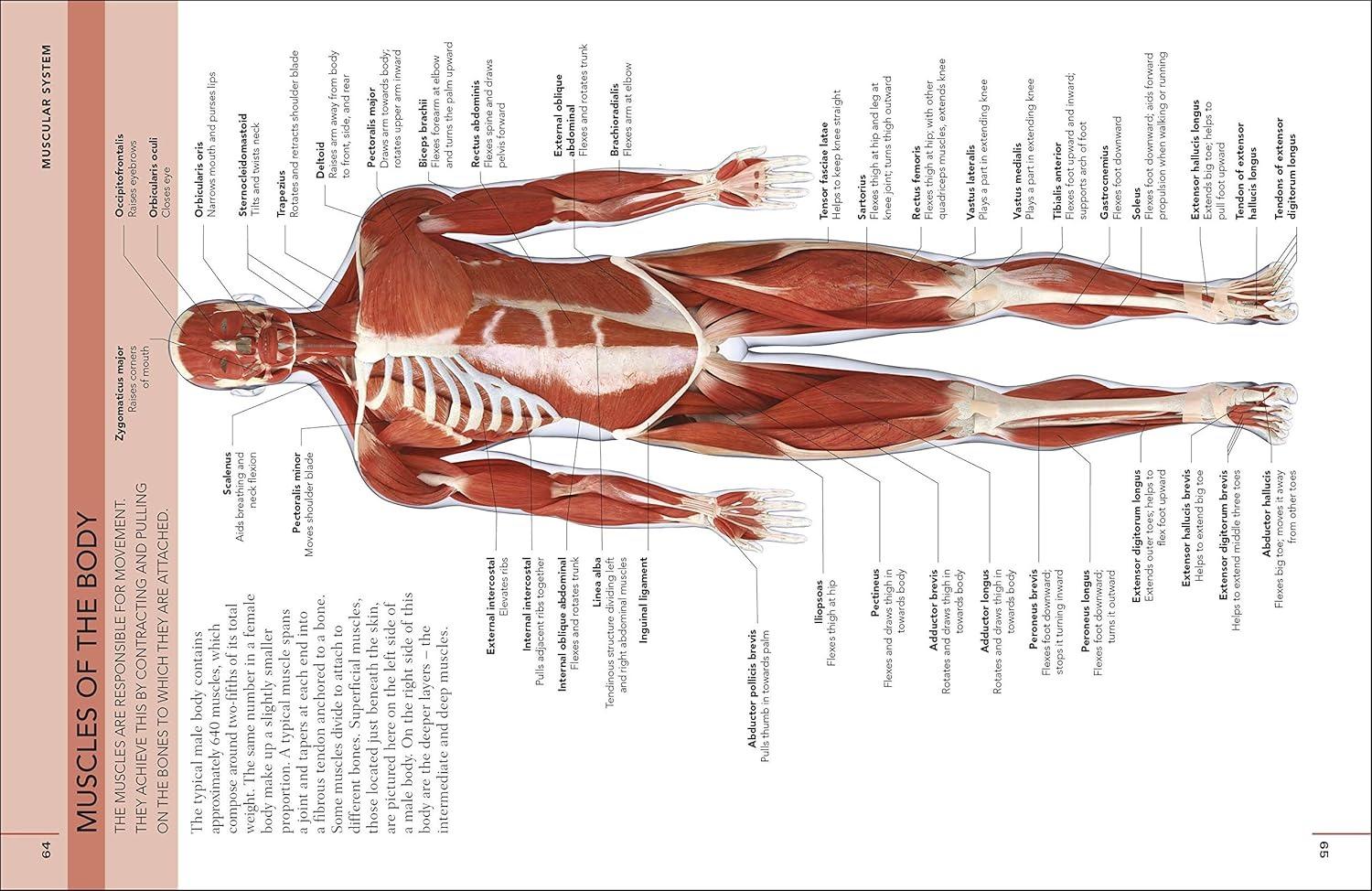 Sách ngoại văn: The Concise Human Body Book