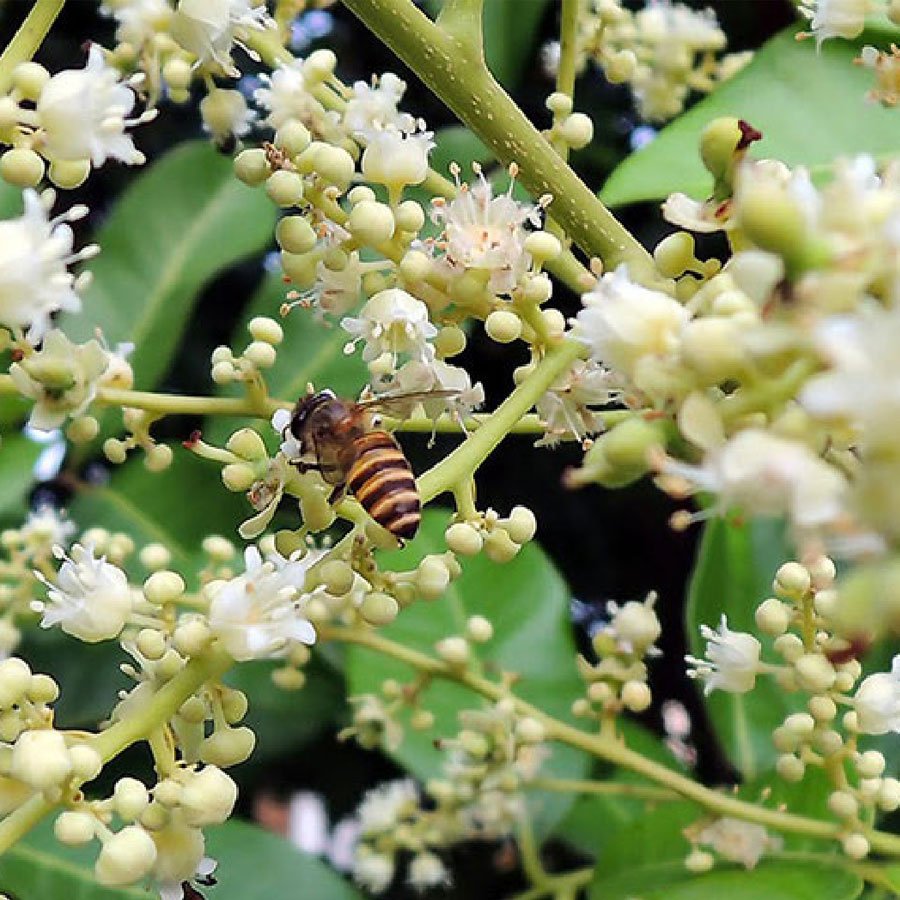 Combo Mật ong rừng Hoa Nhãn Cổ Thụ 500g - TẶNG 1 chai mật ong nguyên chất 500g - 100% mật ong chín Honimore 500g