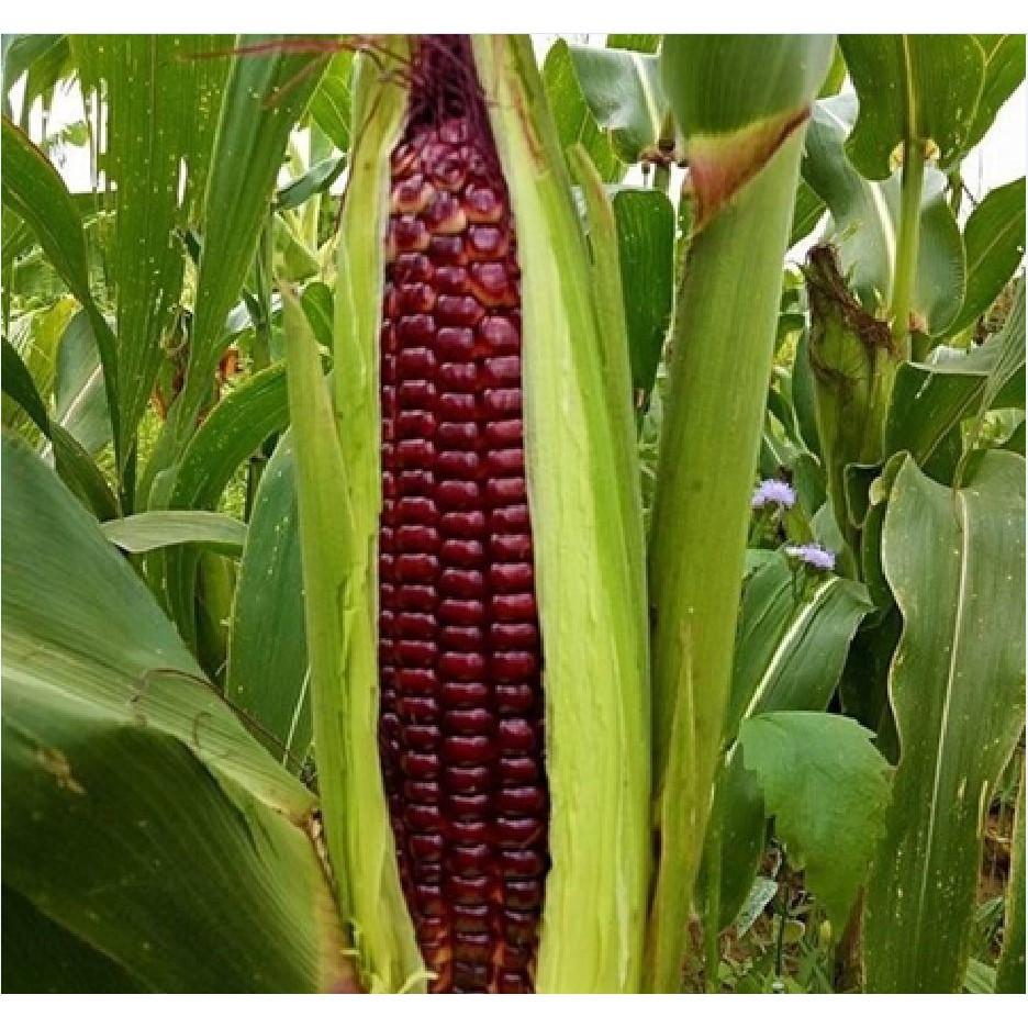 Hạt giống ngô nếp tím Thái Lan _gói 1kg