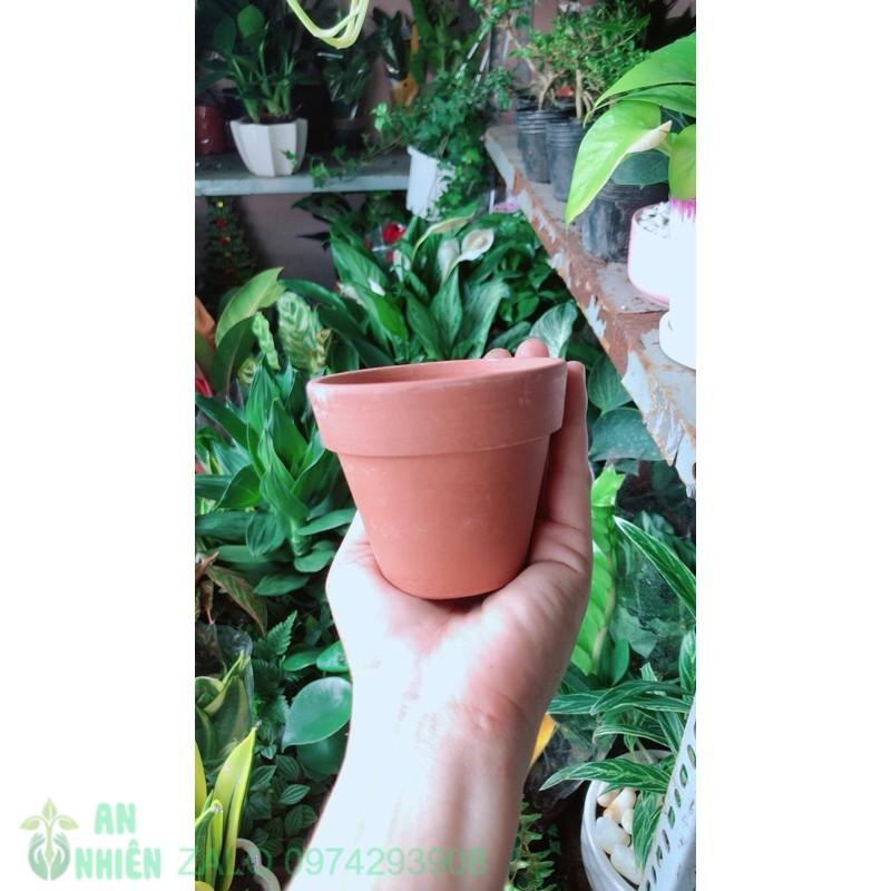 Chậu Đất Nung Trồng Cây