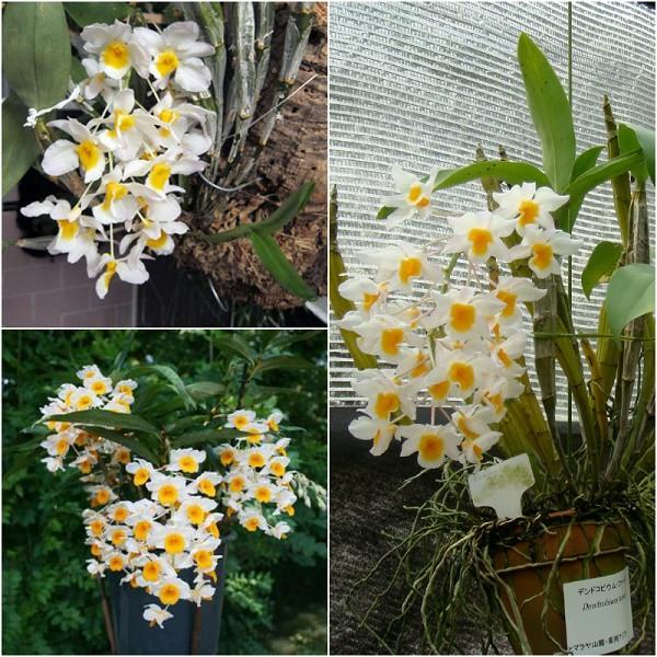Phân Bón Cao Cấp Vua Phong Lan 30-11-11+TE gói 30gr