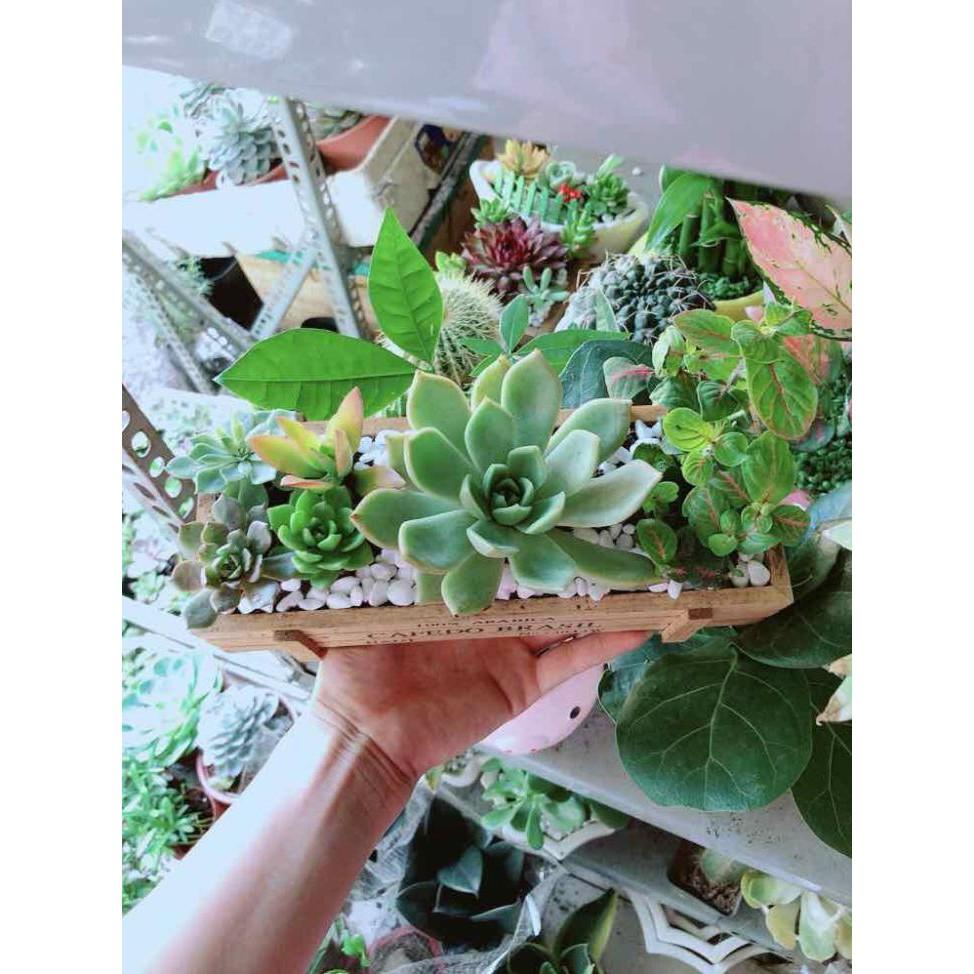 Chậu Sen Đá- Cẩm Nhung Bán Chạy