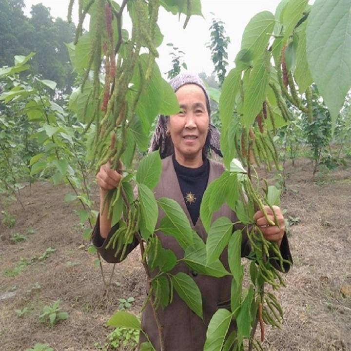 CÂY GIỐNG DÂU QUẢ DÀI ĐÀI LOAN QUẢ SỚM