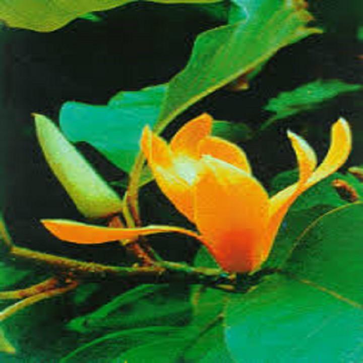 CÂY GIỐNG HOA NGỌC LAN VÀNG