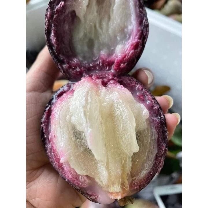 Cây giống vú sữa mica