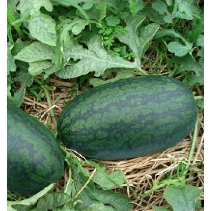 Combo 3 Gói Hạt giống dưa hấu ruột đỏ trái dài-gói 10 hạt-tặng kèm gói phân bón lót