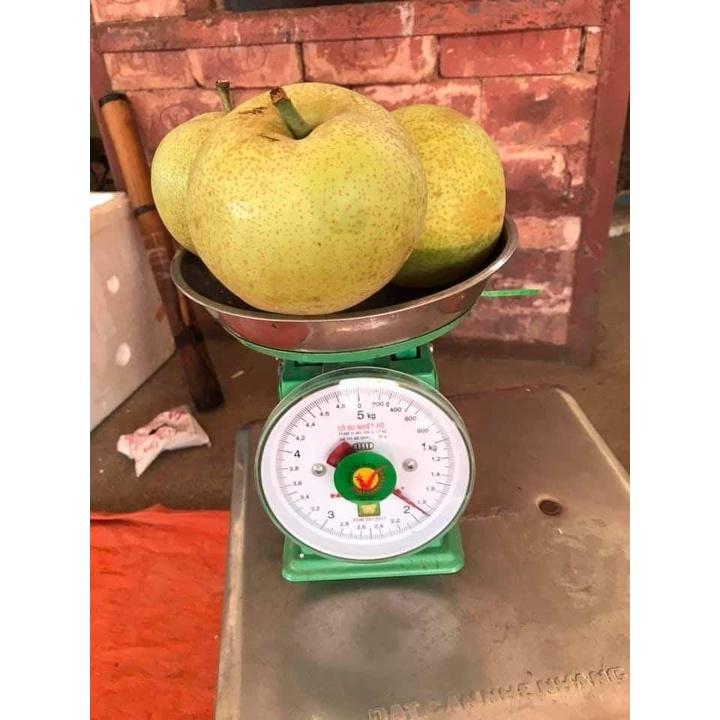 CÂY GIỐNG LÊ VÀNG quả to SIÊU TRÁI.