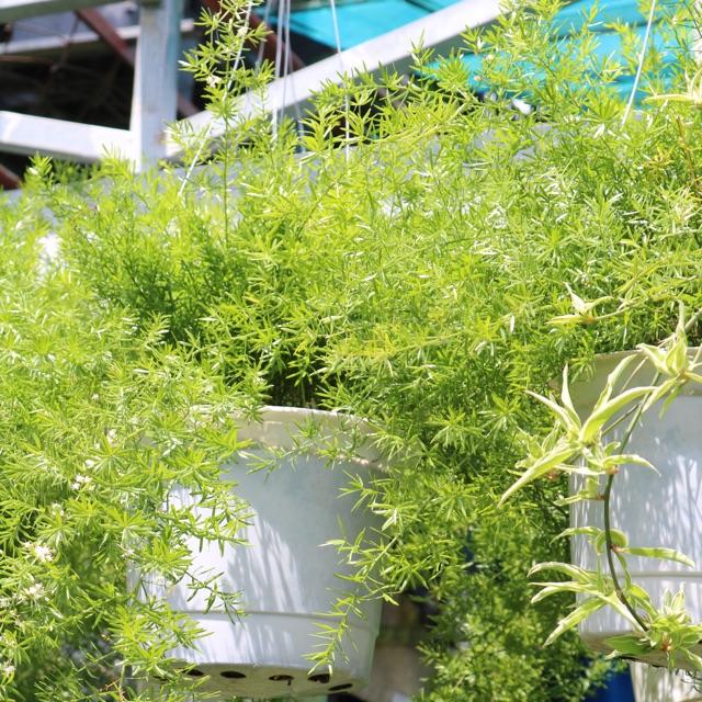 Chậu treo cây Thiên Môn Đông