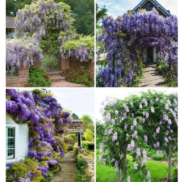 Hạt giống hoa tử đằng nhiều màu dể trồng f1 -gói 5 hạt-tặng kèm gói kích mầm