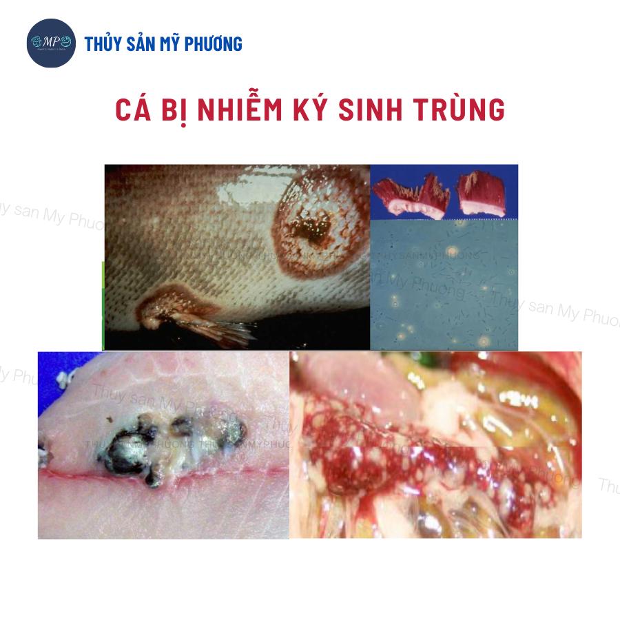 Xổ ký sinh trùng diệt nội ngoại ký sinh trùng Prazi xổ lãi giun nấm cho cá lươn ếch ốc ba ba tôm thẻ