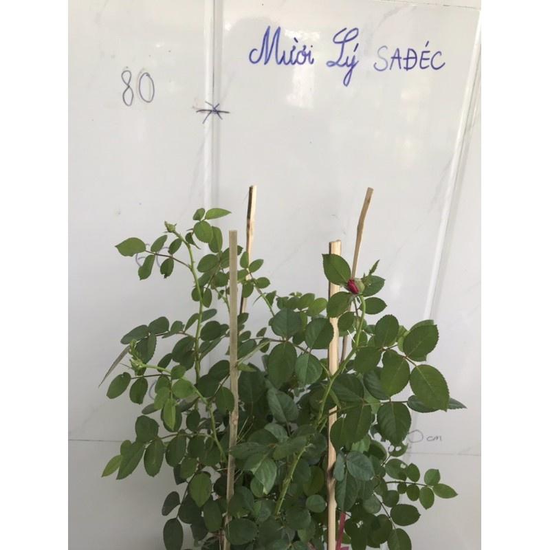 Hoa hồng Dream Light- bầu to cây lớn trưởng thành